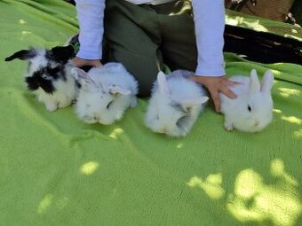 Zakrslý králík -teddy beránek