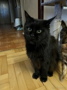 Maiská mývalí kočička černá