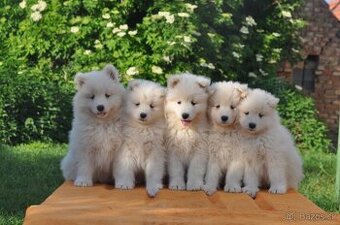 SAMOJED ŠTENIATKA S RODOKMEŇOM