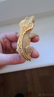 Pagekon řasnatý (Rhacodactylus ciliatus) - 1