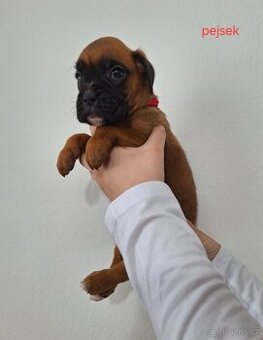 Německý boxer štěňata s PP - Moravia Dog Club