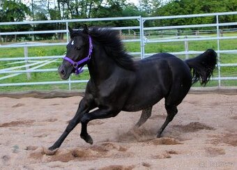QH klisna po PG Gunpowder