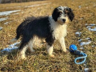 Bordoodle tricolor pejsek s PP