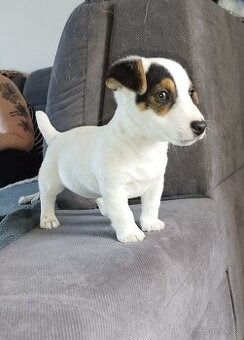 Jack Russell terier