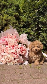 Maltipoo chlapeček