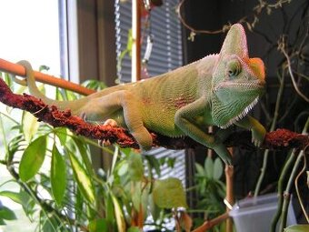 Chameleon jemenský