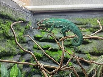 Prodám chameleon pardalí