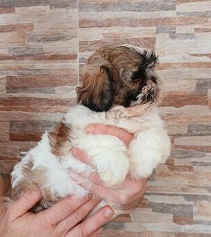 Shih tzu holčičky