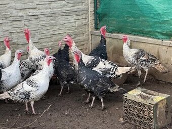 Krůty a krocani bronzové