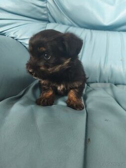 Jorkšírský teriér