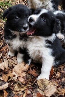 Štěně Border kolie