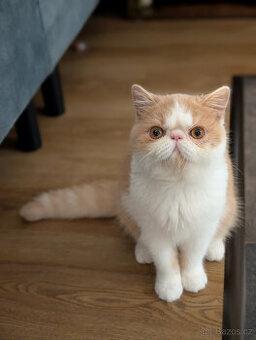 Prodám exotickou kočku s PP