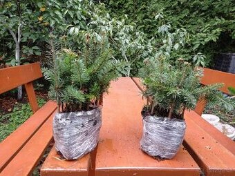 Jedle kavkazská s balem výška 20-30 cm za 41 Kč kus