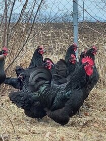 Násadová vejce - Australka velká černá