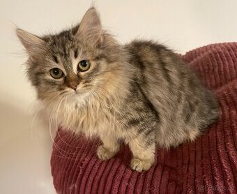 Sibiřská kočka s PP