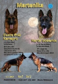 Německý Ovčák, Štěňata s PP exteriérová linie