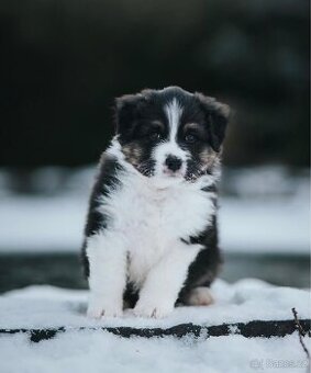 Australský ovčák - pejsek BLACK TRI s PP