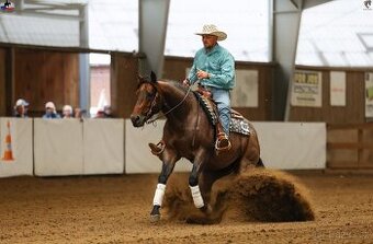 Plemenný hřebec AQH