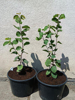 Muchovník olšolistý - (Indiánská borůvka)