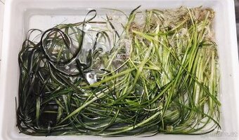 Akvarijní rostliny (Vallisneria, Echinodorus..)