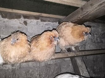 Prodám rok a půl staré slepice za 150Kč