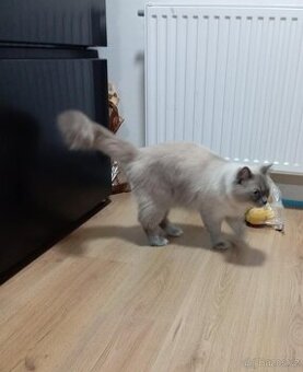 Kocourek ragdoll ke krytí, blue mitted - 1