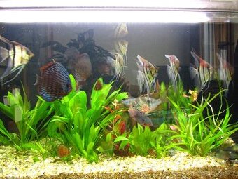 Levamisol-roztok-léčivo odčervení,paraziti skaláry,terčovci