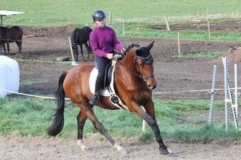 Prodej/pronájem 7-mi letá klisna CS