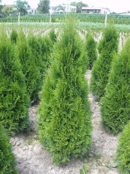 Túje, Thuja,Thuje, tůje (Thuja occidentalis Smaragd)