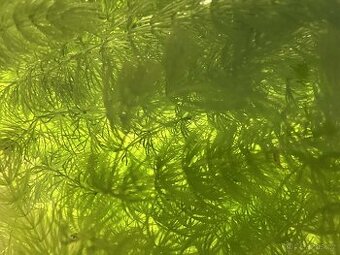 Růžkatec ponořený