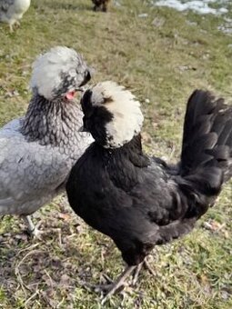 Násadová vejce velkých holanďanek