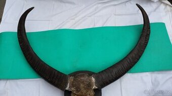 Trofej - rohy buvola vodního