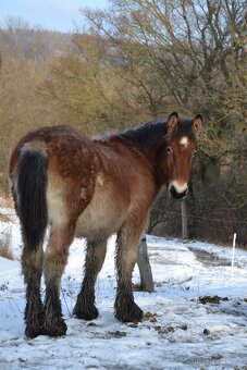 VÝPRODEJ - Belgický chladnokrevník - nar 2024,2025