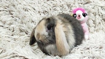 Zakrslý beránek, králíček, králík - LUCY