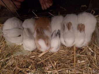 Zakrslí králíčci