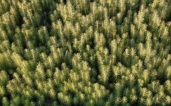 Prodám semenáče smrku