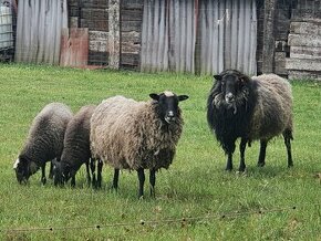 Romanovská ovce - vhodné i do chovu - 1