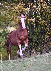 Připouštění Welsh cob - D