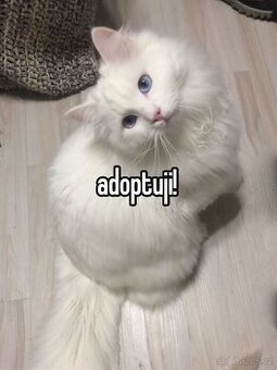 adoptuji bileho kocourka/kotatko s modrymi ocisky :) (text)