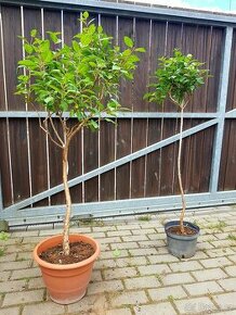 Fuchsie, stromkové Fuchsie, stromky