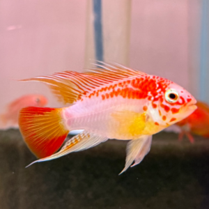 Apistogramma viejita gold