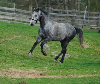 🐴 Na prodej – mladý valach po Hickstead White