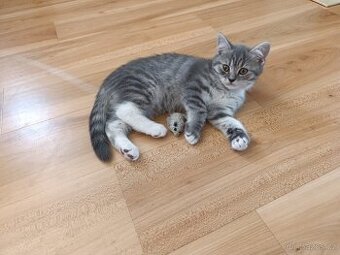 Prodám kocourka barva Whiskas