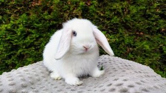 Zakrslý beránek, králíček, králík - TYMIÁN