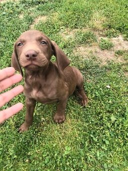 Labradorsky Retriever
