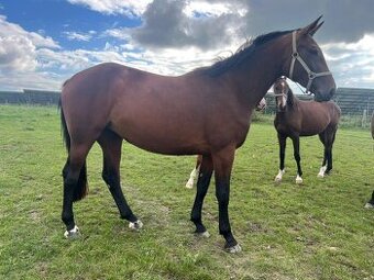 Tříletá klisna GIVA