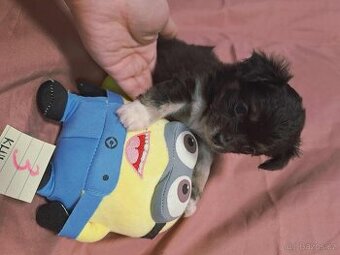 nejmilejší čivava