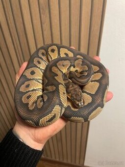 Krajta královská samec CLOWN