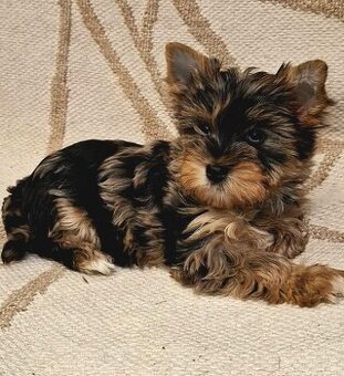 Jorkšírský teriér - štěňátka s PP