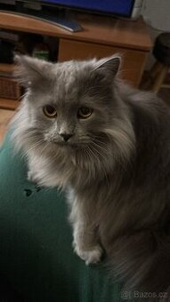 Prodej kocourka.. důvod stěhování